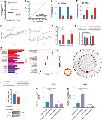 Gene SH3BGRL3 regulates acute myeloid leukemia progression through circRNA_0010984 based on competitive endogenous RNA mechanism